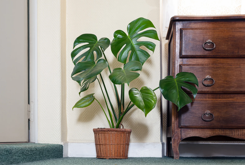 Monstera deliciosa