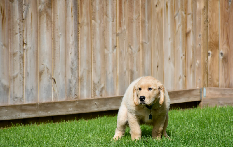 Que faire des crottes de chien dans le jardin