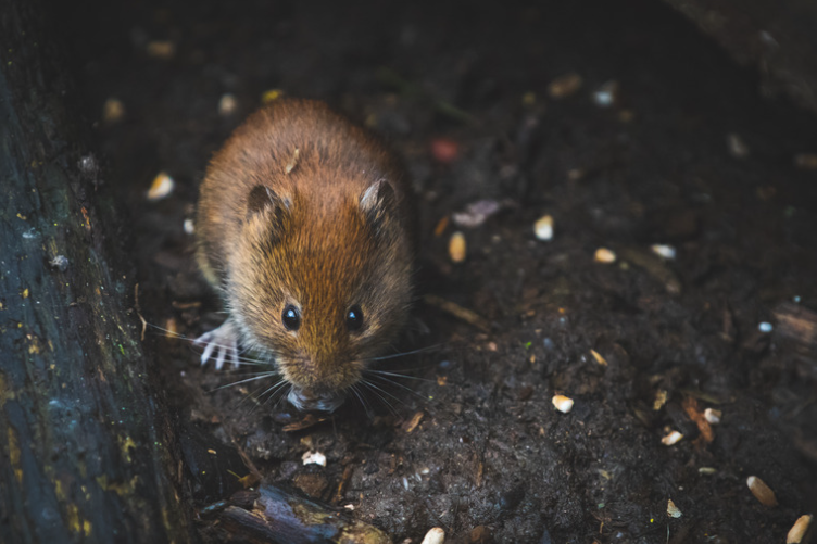 Comment reconnaitre les crottes de souris et s'en débarrasser