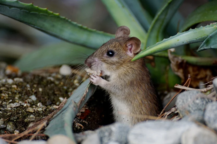 Comment reconnaitre les crottes de souris et s'en débarrasser