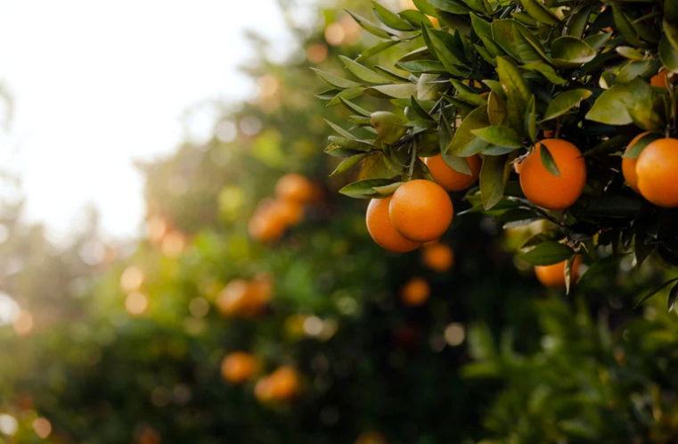 Oranger du Mexique toxique
