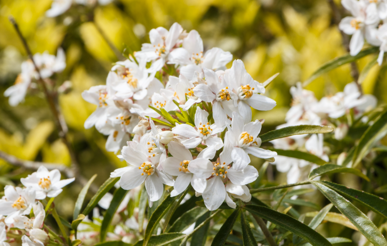 Oranger du Mexique toxique