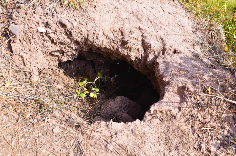 Trous dans le jardin sans monticule