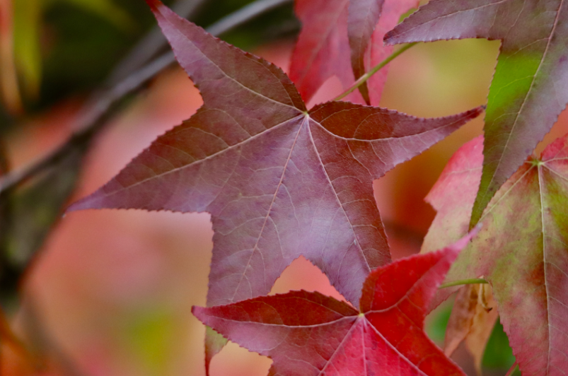 Liquidambar inconvénients